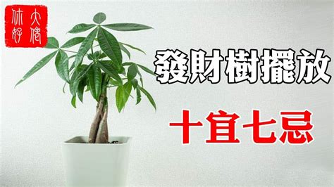 發財樹盆栽風水